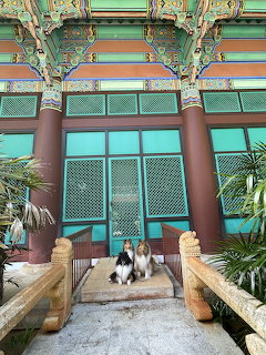 Dog in Asian Courtyard