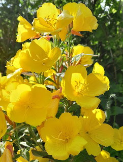 Close-up of bright yellow evening primrose flowers with four petals each, clustered on green stems