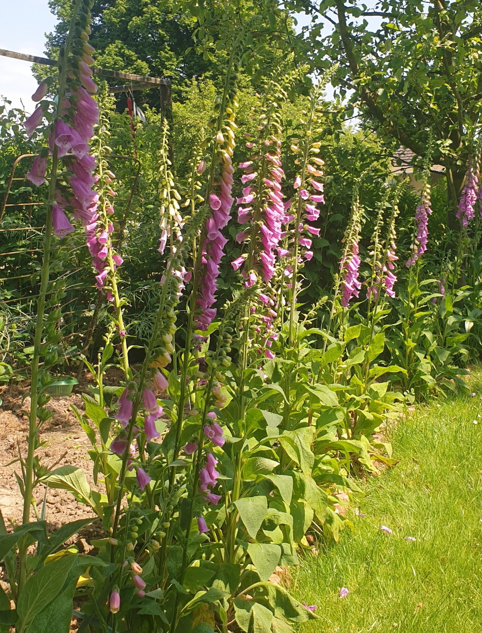 Pink and purple foxglove flowers blooming in a garden