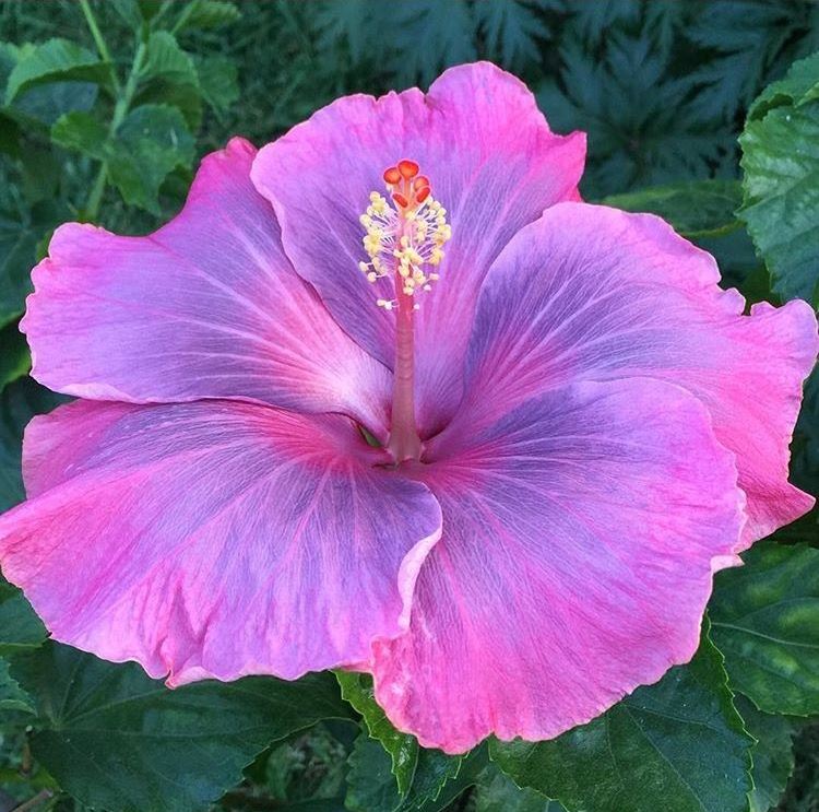 Pink Hibiscus Flower