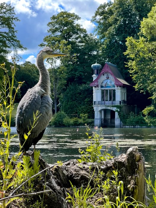 Grey heron perched on a log by a pond with water lilies and a decorative pavilion behind it