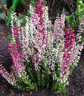 Pink and white Erika heather flowers with tall spiky blooms in garden
