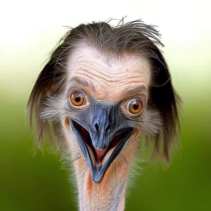 Close-up of an emu face with orange eyes and an open beak against a blurred green background