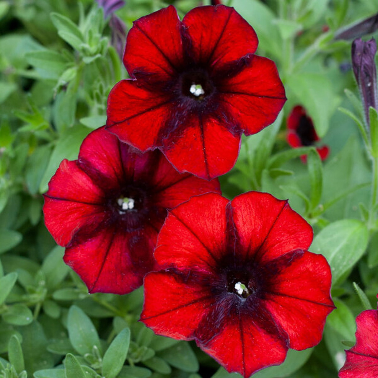 Red petunia flowers with dark purple centers and white throats against green leaves