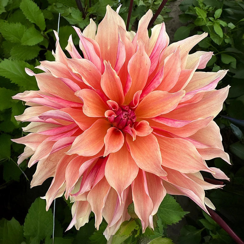 Large pink and coral dahlia flower with layered petals on dark green background