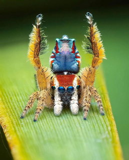 Colorful peacock spider with orange legs and blue body on green leaf