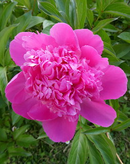 Close-up of a large pink peony flower with ruffled petals and green leaves