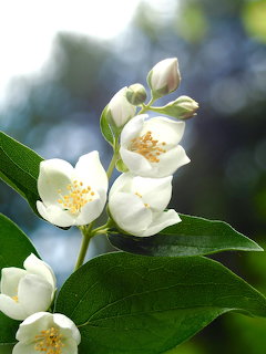 White Blossom Flowers