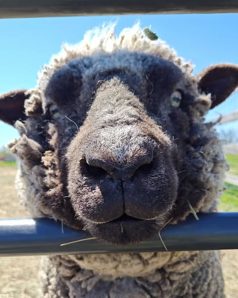 Close-up of a black and white sheep's face looking at camera