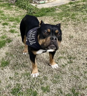 Black and tan dog with white chest standing on grass looking at camera