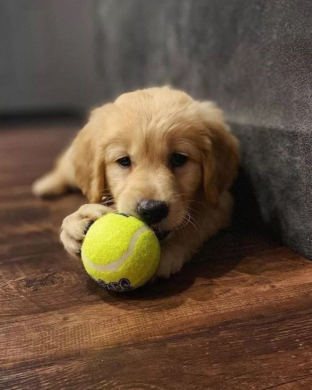 Golden retriever puppy holding yellow tennis ball on wood floor
