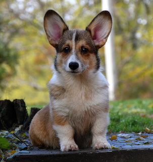 Corgi Pupy in Autumn