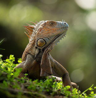 Close-up of a green iguana on mossy ground with a blurred natural background