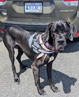 Black Great Dane in harness standing in front of gray Subaru Forester