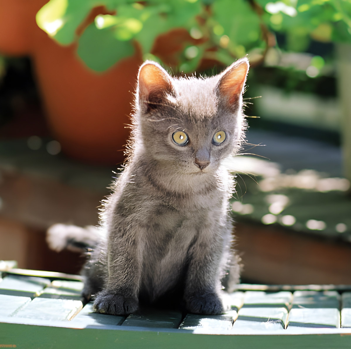 Gray Kitten Portrait