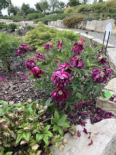 Purple Garden Flowers