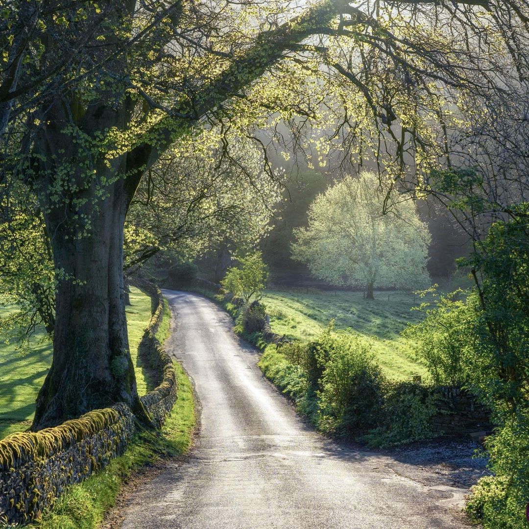 Sunlit Country Road with Trees