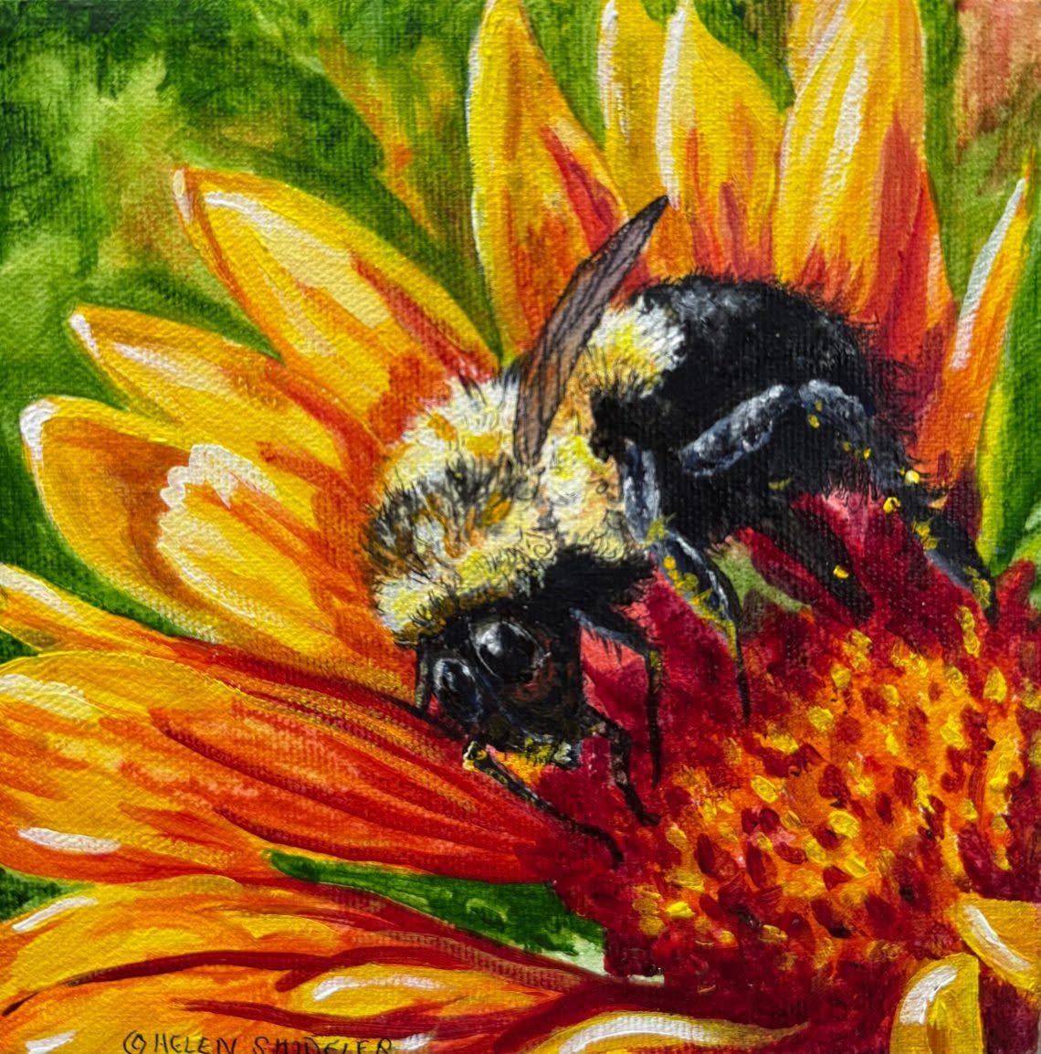 Bumblebee on Sunflower