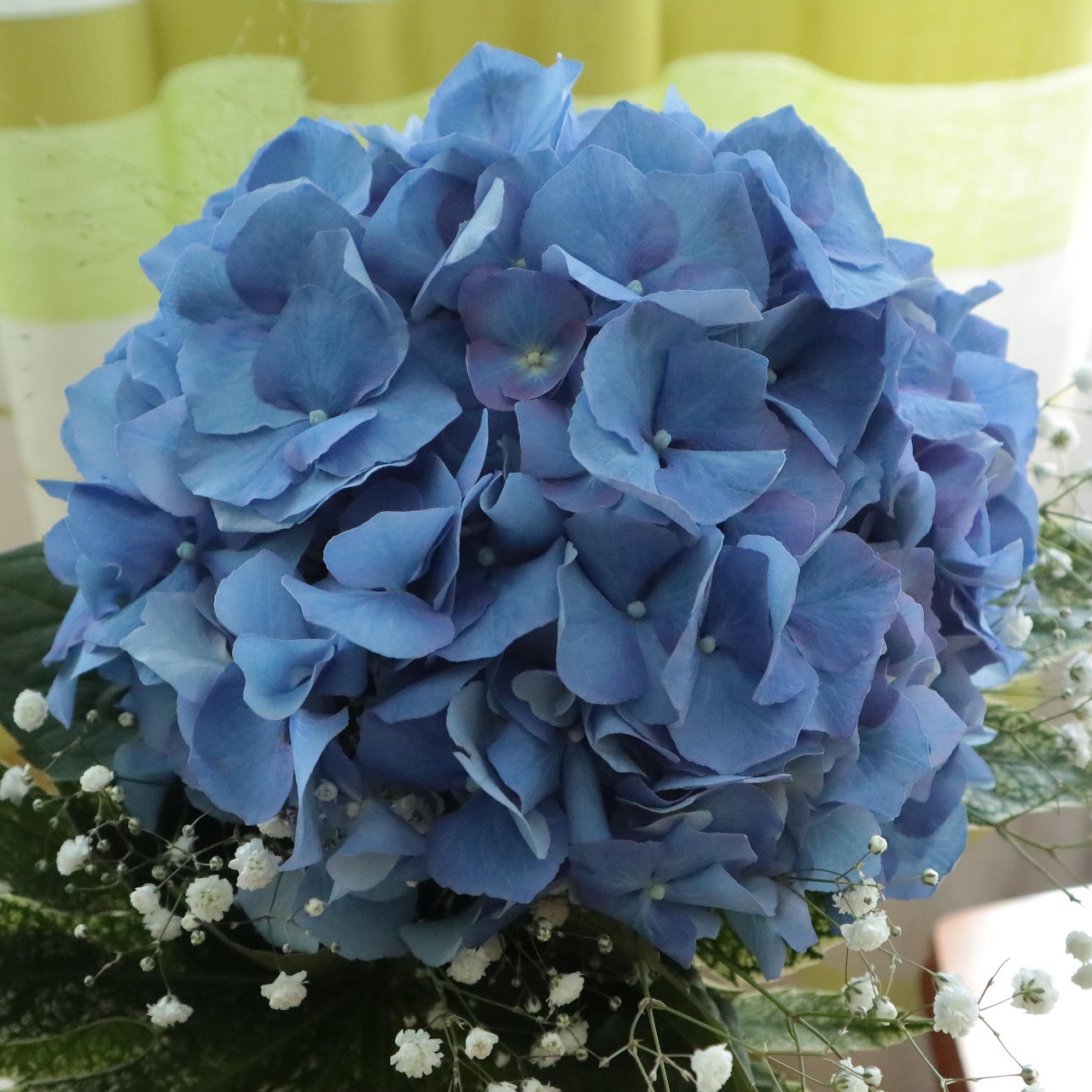 Blue hydrangea bouquet with small white baby's breath flowers