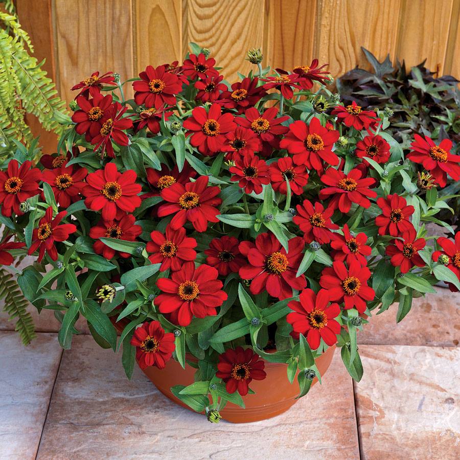 Red Zinnia Flowers