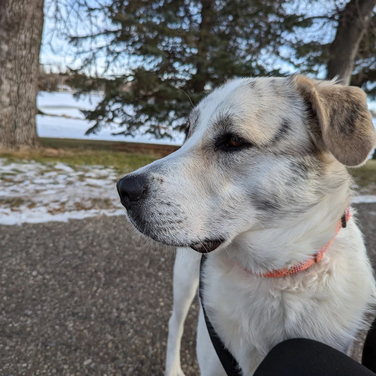 Sweet Lexie Dog Portrait