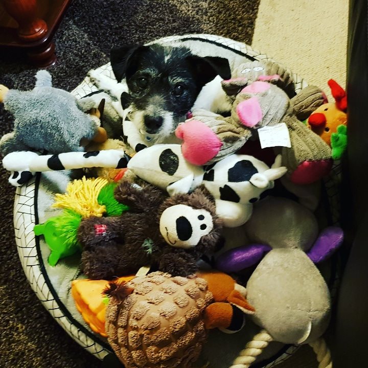 Black and white puppy in a round dog bed surrounded by stuffed toys