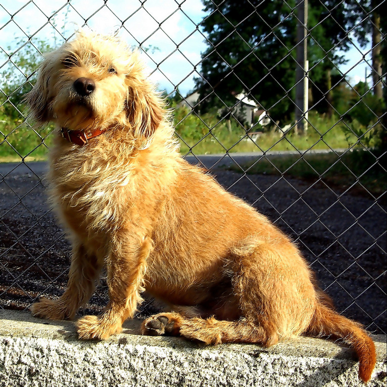 Golden Doodle Dog Outdoors