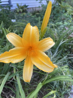 Yellow-orange daylily flower with water droplets on petals in a garden