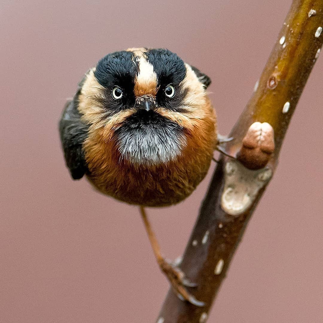 Close-up of a rufous-fronted bushtit perched on a slender branch against a pink background.