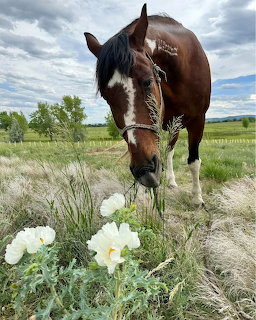 Brown horse with white facial markings grazing beside white flowers in grassy field