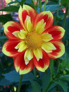Red Yellow Dahlia Flower