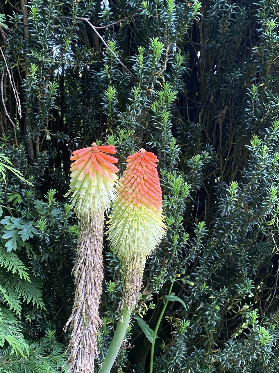 Two torch lily flowers with orange and pale green blooms in front of dense green foliage