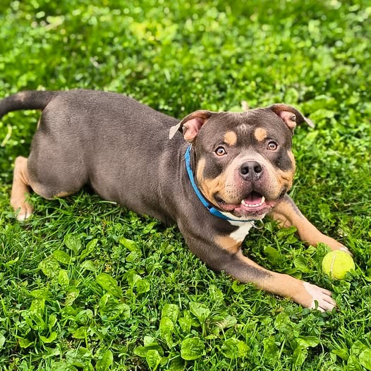 Rottweiler dog with tennis ball on grass looking at camera
