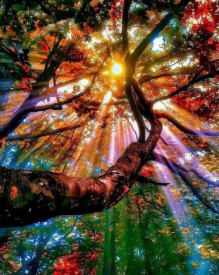 Looking up through a large tree with golden sunbeams and colorful autumn leaves