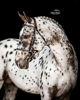 White horse with leopard-like black spots wearing decorative bridle on dark background