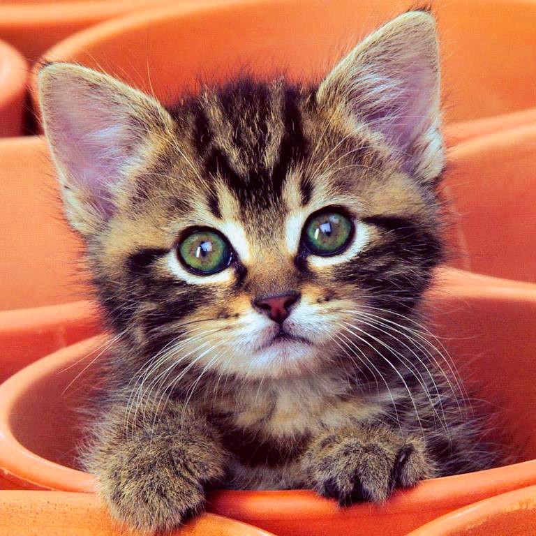 Young tabby kitten with green eyes looking at camera, surrounded by orange fabric