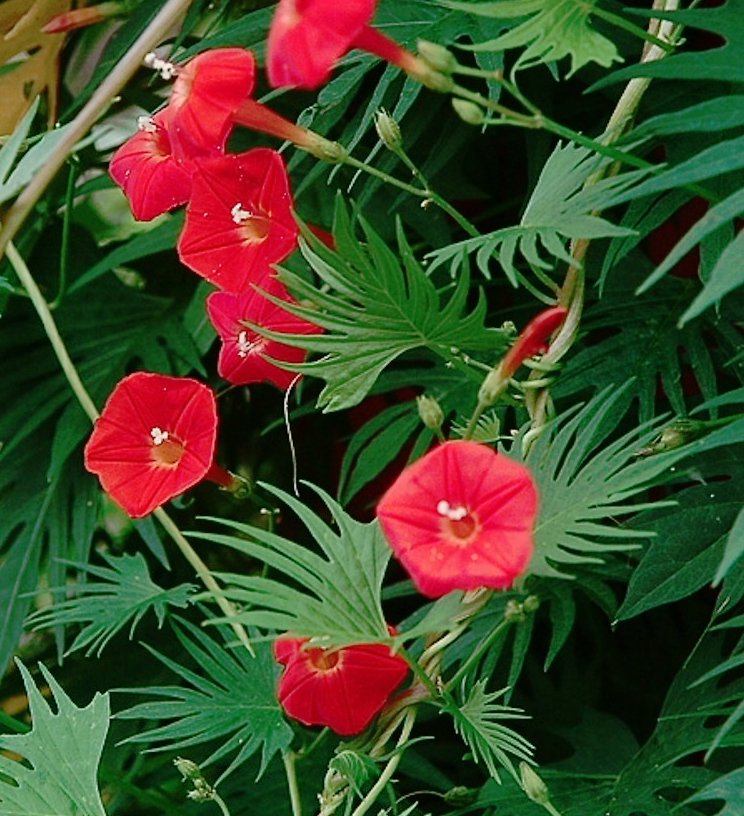 Close-up of red cardinal climber flowers surrounded by fine green vine leaves