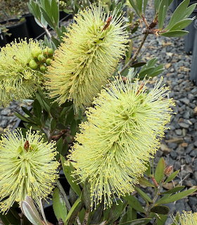 Yellow-green bottlebrush flowers bloming on a shrub with dark green leaves in a nursery pot