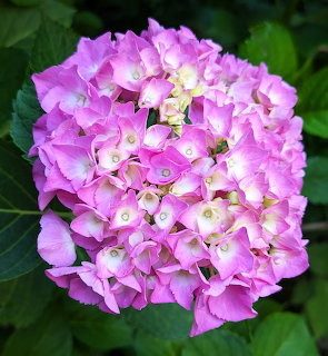 Close-up of a large pink hydrangea flower cluster with green leaves in the background