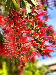 Close-up of red bottlebrush flowers hanging from a leafy branch against a blue sky