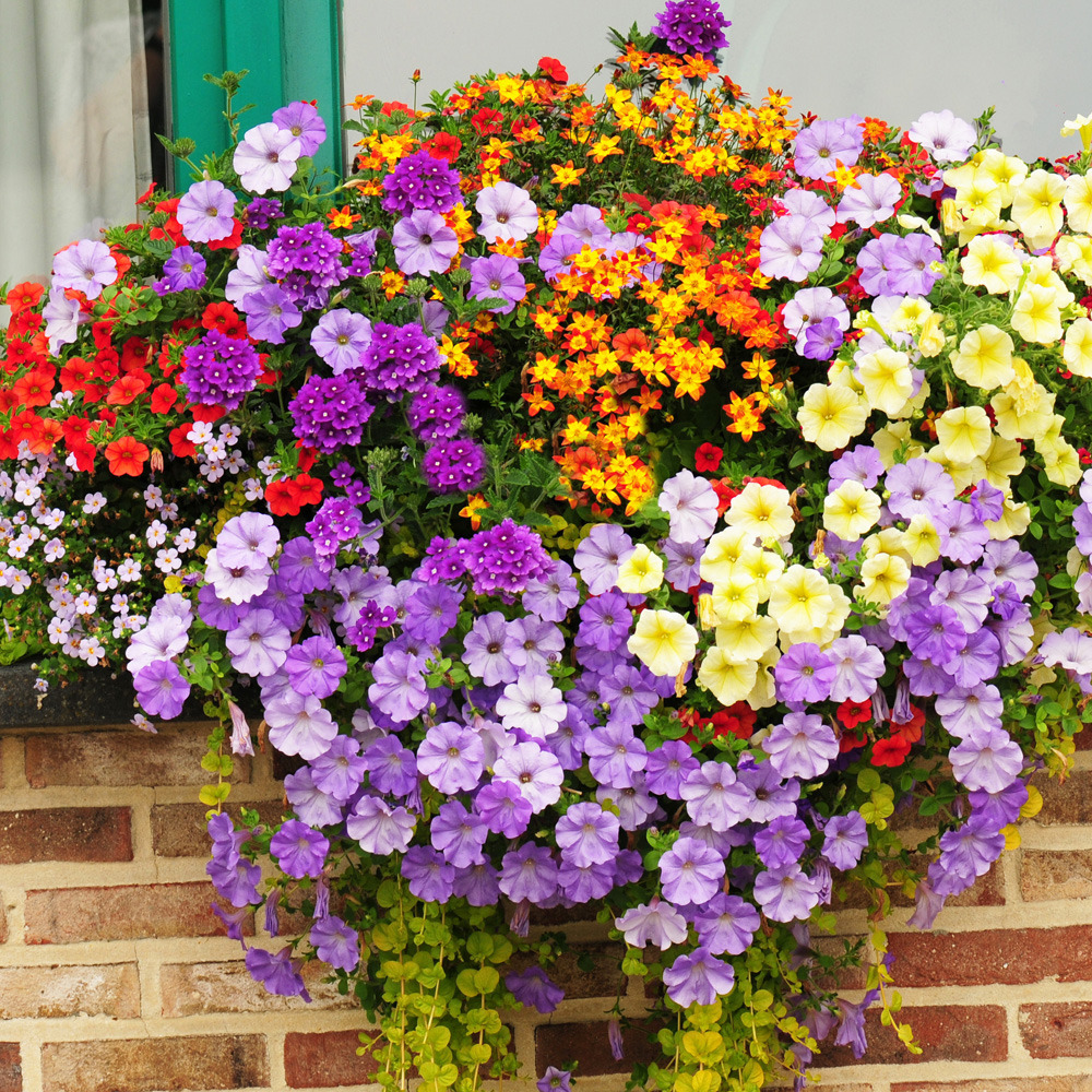 Colorful Flower Planter