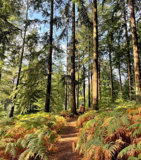Forest Path With Ferns