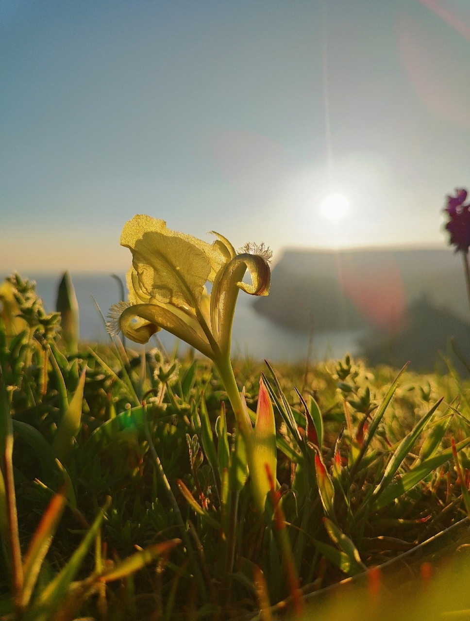 Yellow Lily Sunrise