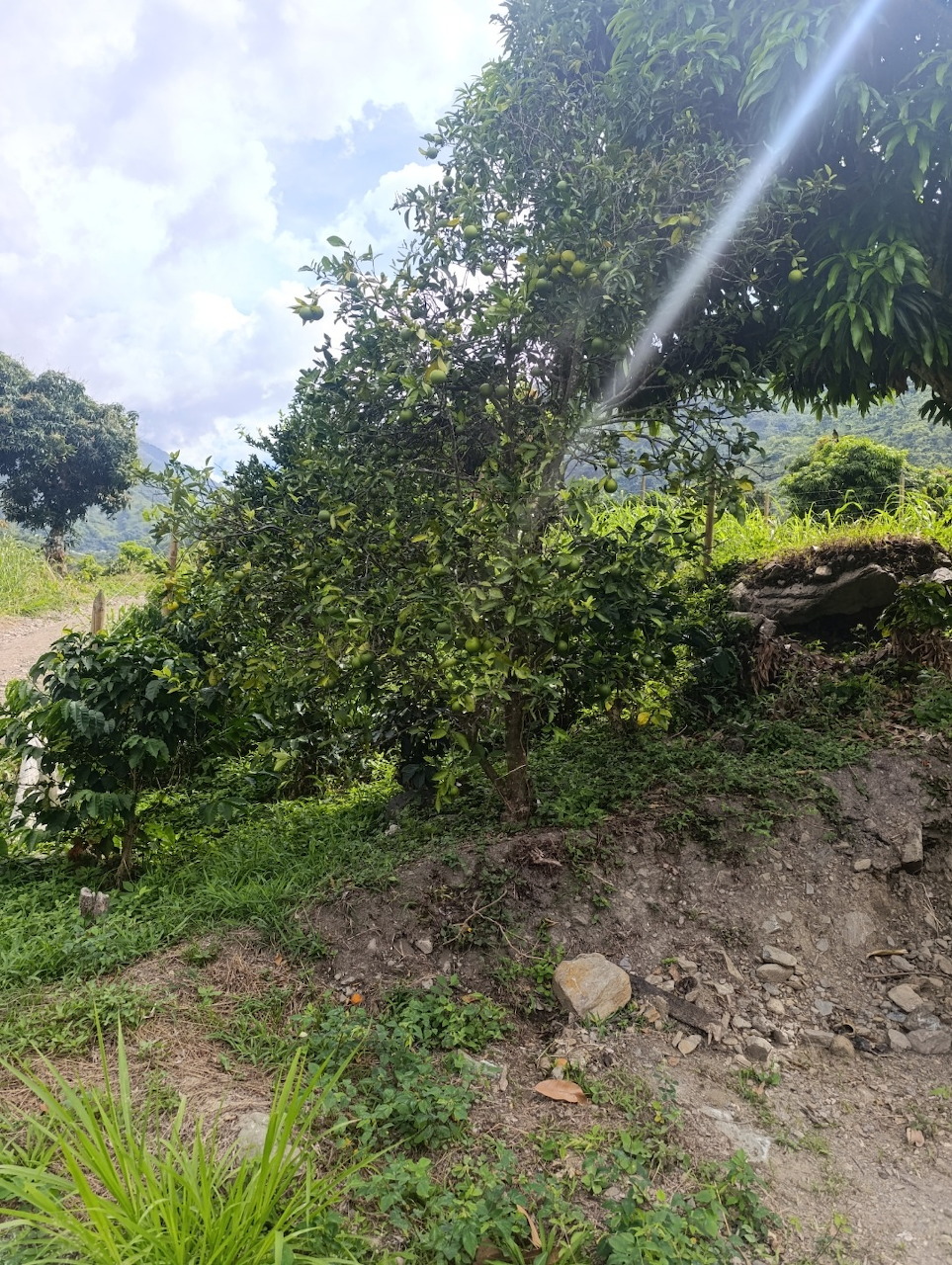 Quince Tree Rural Garden