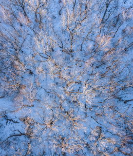Aerial view of snow-covered trees in a winter forest