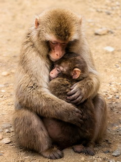 Mother monkey cuddling and grooming a baby monkey on sandy ground