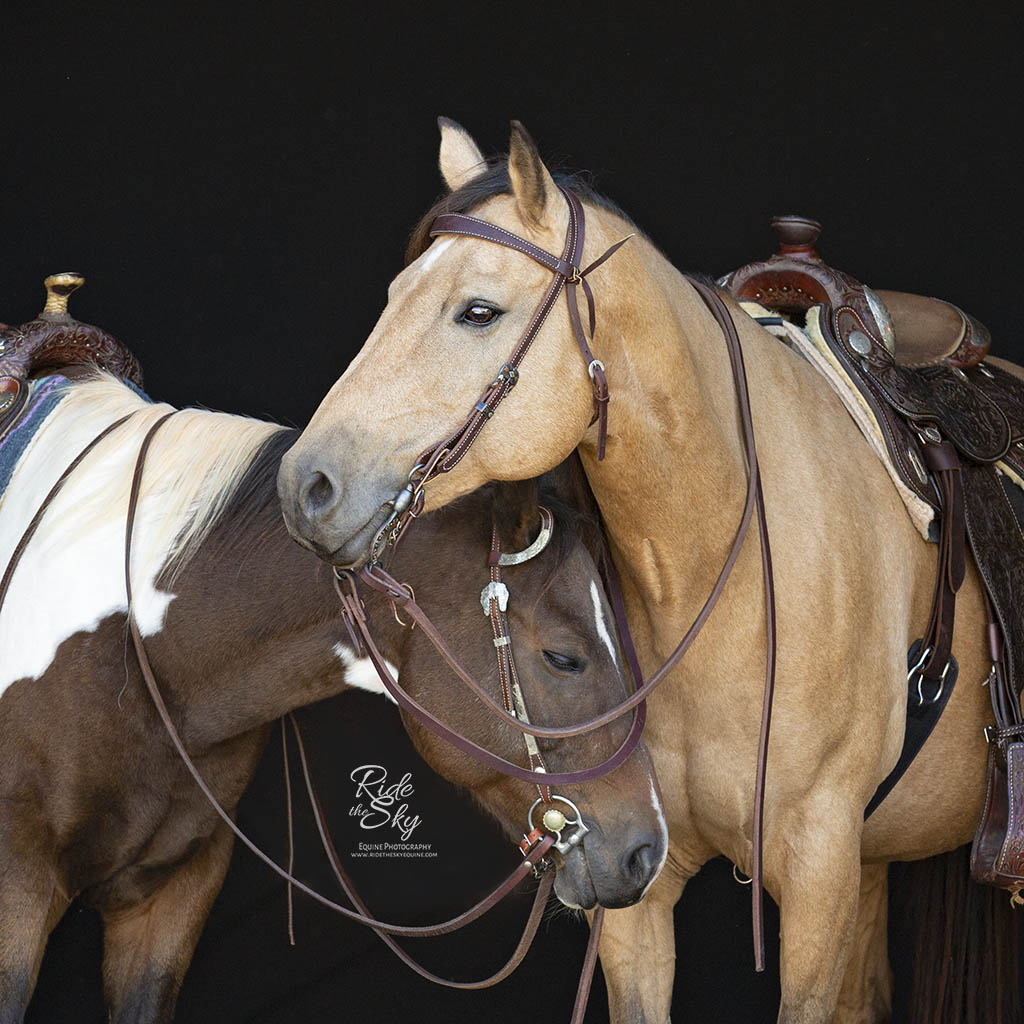 Palomino horse with white mane and western saddle on black background