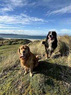 Dogs at Gwithian Towans