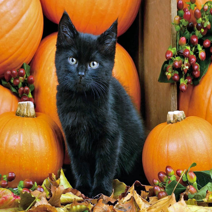 Black kitten sitting between orange pumpkins with autumn leaves and berries