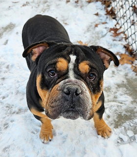 Black and tan English Bulldog standing on snowy ground looking up at camera